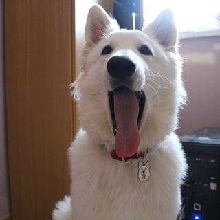 white shepherd sky.jpg